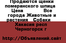 Продаются щенки померанского шпица › Цена ­ 45 000 - Все города Животные и растения » Собаки   . Хакасия респ.,Черногорск г.